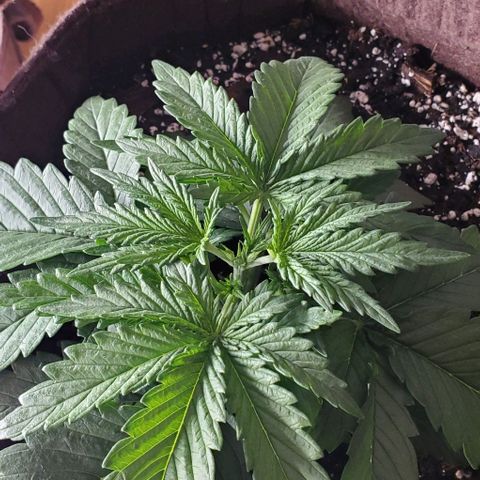 Gorilla Cookies growlog timeline photo
