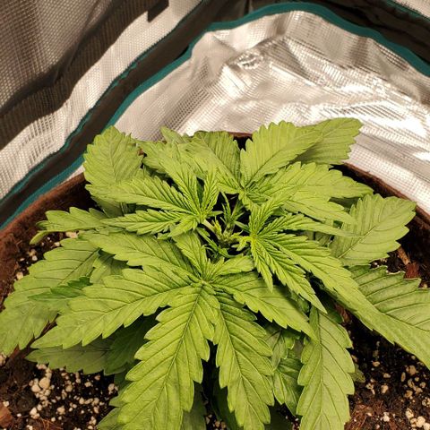 Zkittlez growlog timeline photo