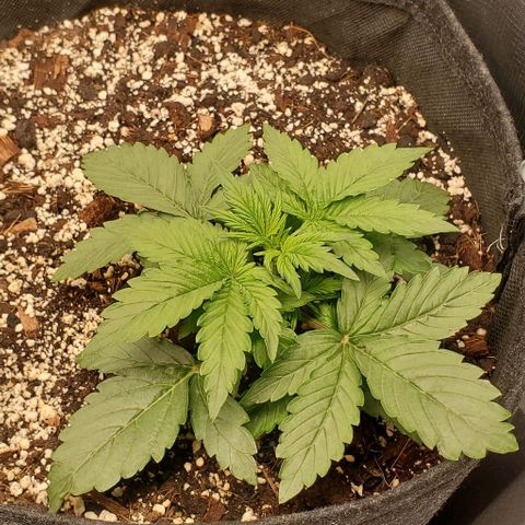 Think Different growlog timeline photo