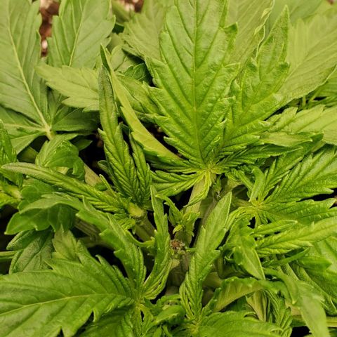 Zkittlez growlog timeline photo