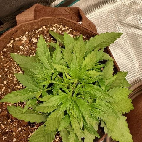 Zkittlez growlog timeline photo
