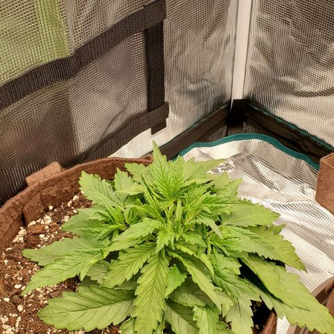 Zkittlez growlog timeline photo