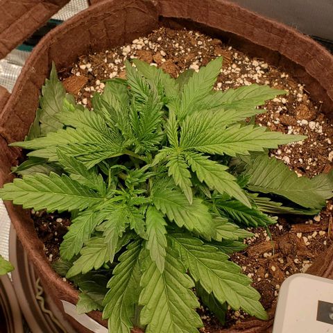 Gorilla Cookies growlog timeline photo