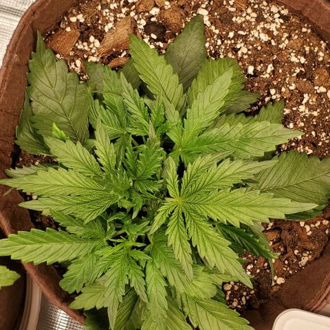 Gorilla Cookies growlog timeline photo