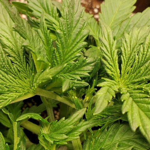 Gorilla Cookies growlog timeline photo