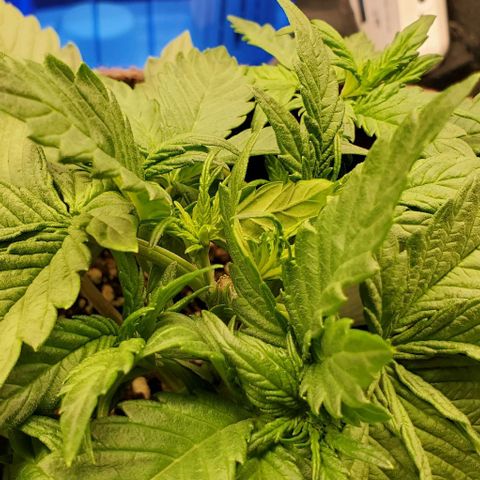 Purple Lemonade growlog timeline photo