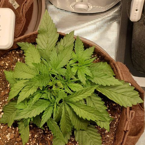 Purple Lemonade growlog timeline photo