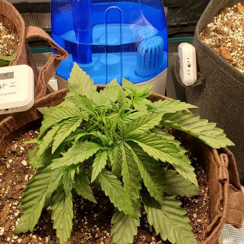 Purple Lemonade growlog timeline photo