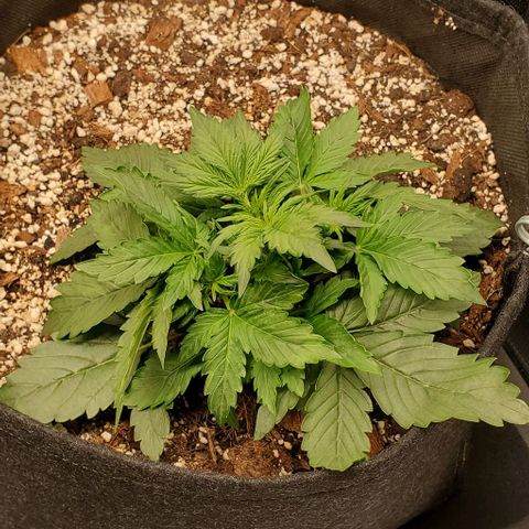 Think Different growlog timeline photo