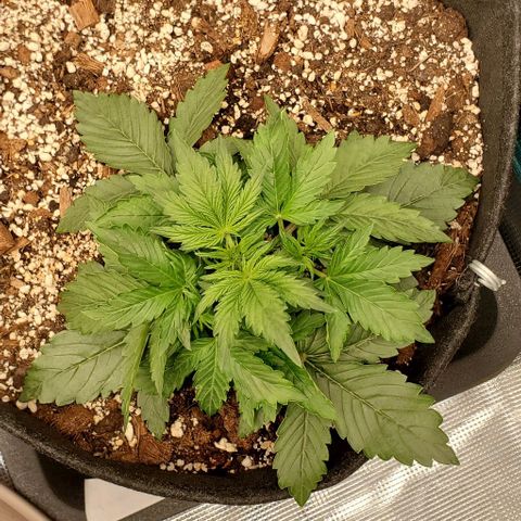 Think Different growlog timeline photo