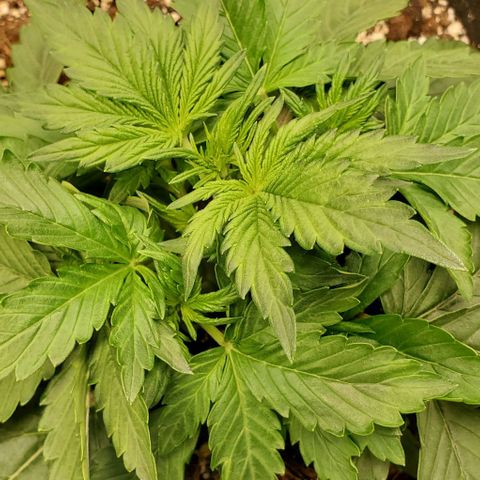 Think Different growlog timeline photo