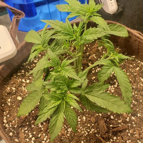 Purple Lemonade growlog timeline photo
