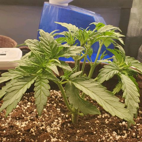 Purple Lemonade growlog timeline photo