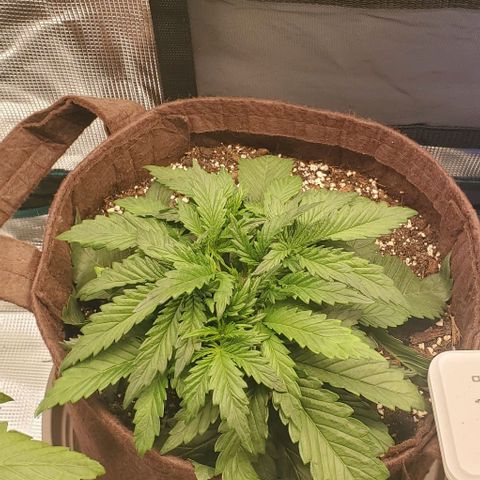 Gorilla Cookies growlog timeline photo