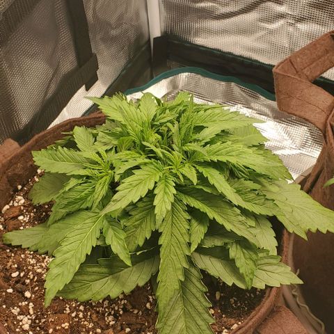 Zkittlez growlog timeline photo
