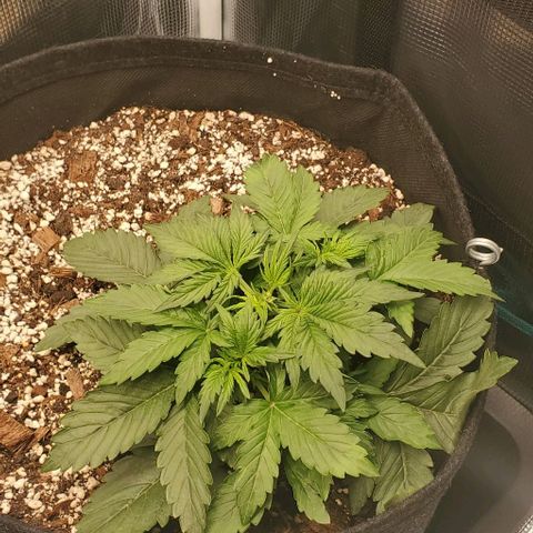 Think Different growlog timeline photo