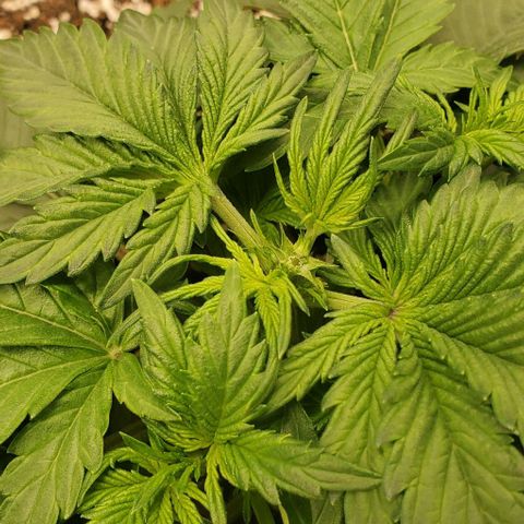 Think Different growlog timeline photo