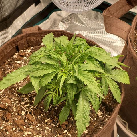 Zkittlez growlog timeline photo