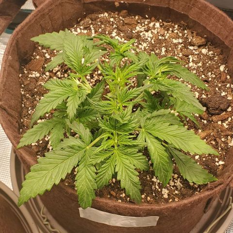 Gorilla Cookies growlog timeline photo