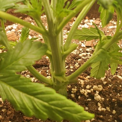 Gorilla Cookies growlog timeline photo