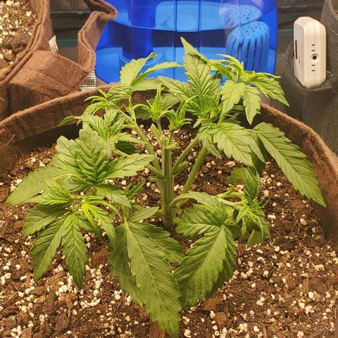 Purple Lemonade growlog timeline photo