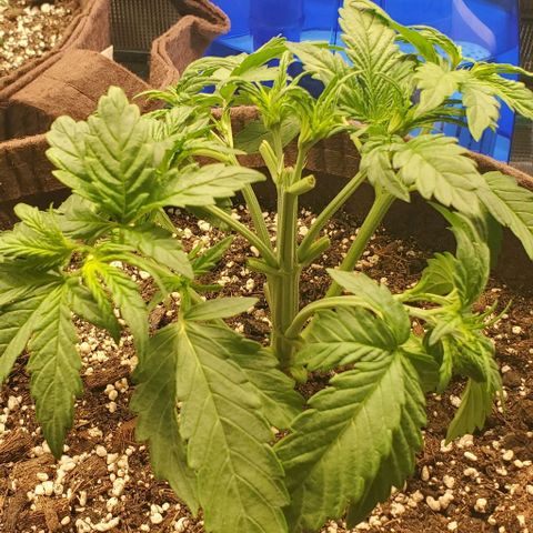 Purple Lemonade growlog timeline photo