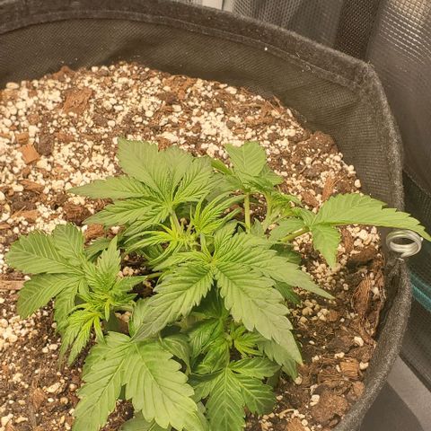 Think Different growlog timeline photo