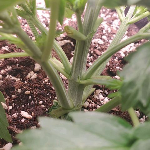 Think Different growlog timeline photo