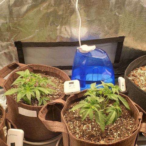 Purple Lemonade growlog timeline photo