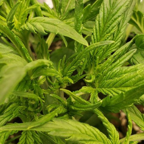 Zkittlez growlog timeline photo