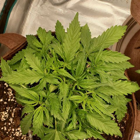 Zkittlez growlog timeline photo