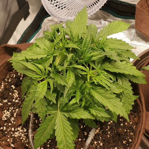 Zkittlez growlog timeline photo