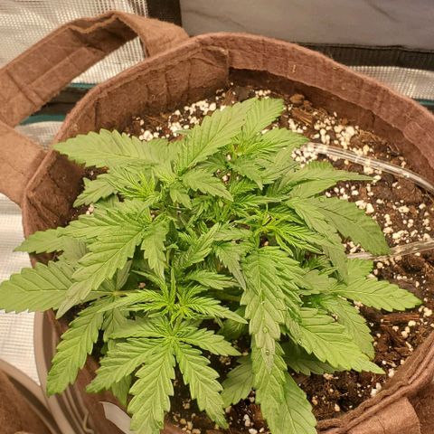 Gorilla Cookies growlog timeline photo