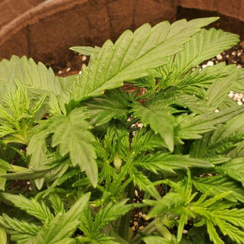 Gorilla Cookies growlog timeline photo