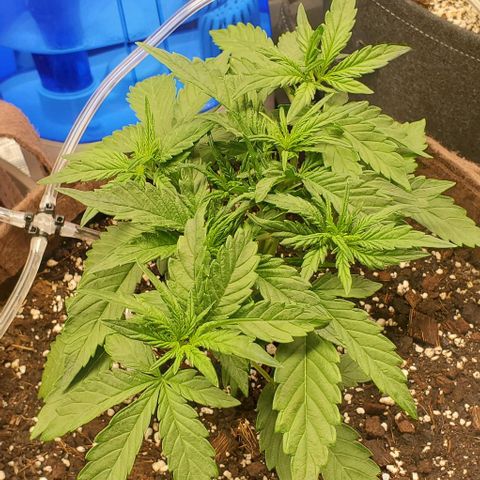Purple Lemonade growlog timeline photo