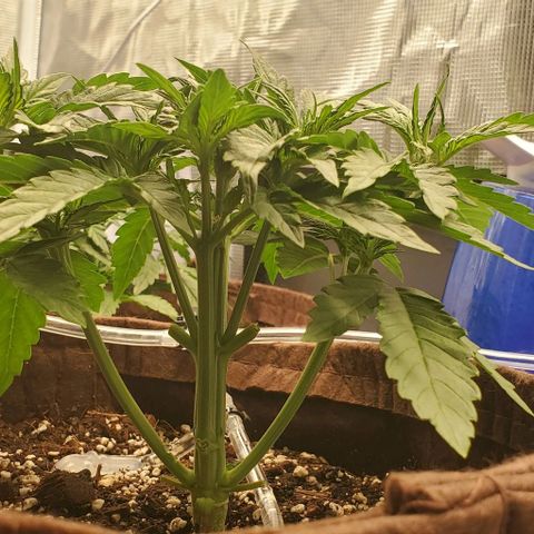 Purple Lemonade growlog timeline photo