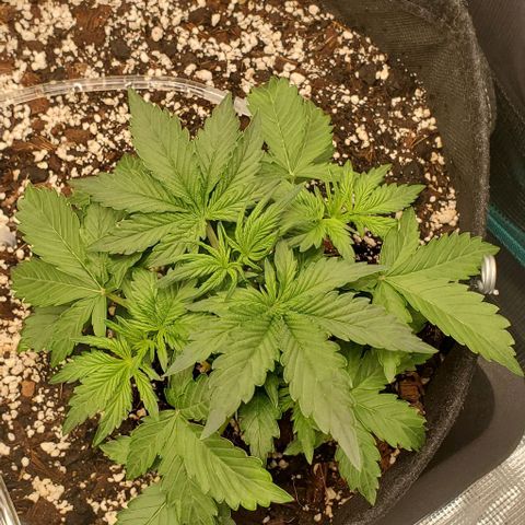 Think Different growlog timeline photo