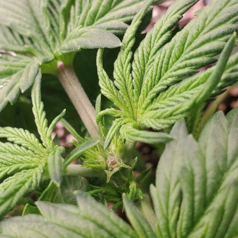 Think Different growlog timeline photo