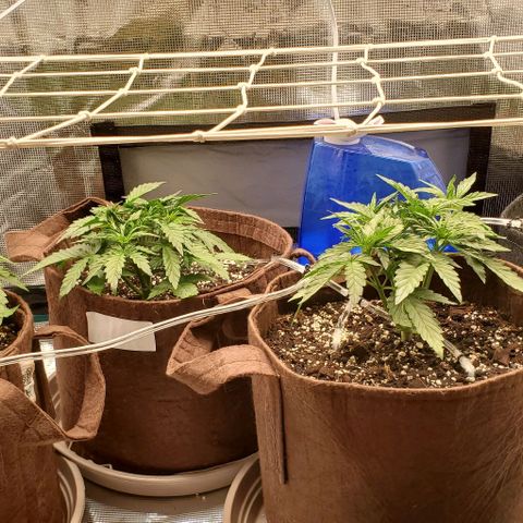 Purple Lemonade growlog timeline photo
