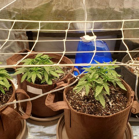 Purple Lemonade growlog timeline photo