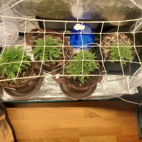 Purple Lemonade growlog timeline photo