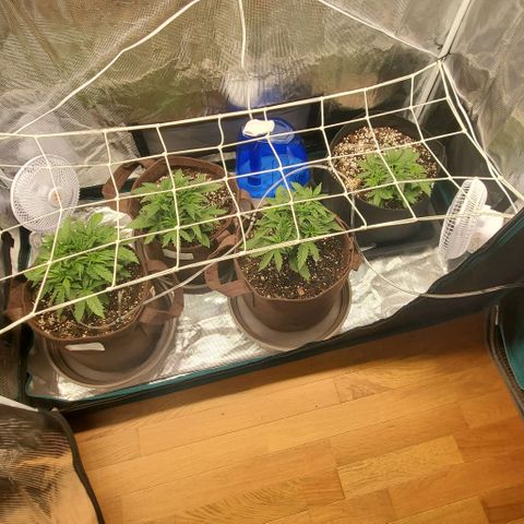 Purple Lemonade growlog timeline photo