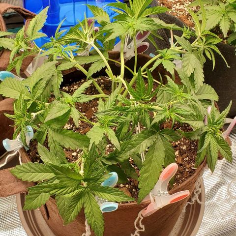Purple Lemonade growlog timeline photo