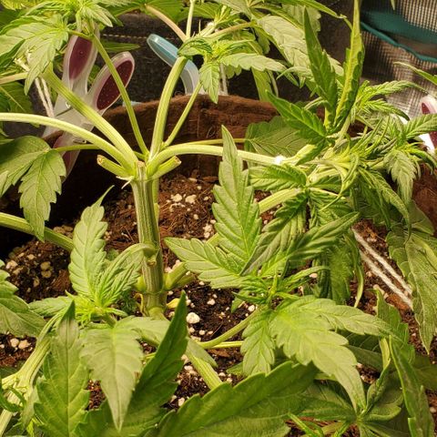 Purple Lemonade growlog timeline photo