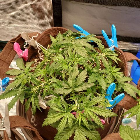 Gorilla Cookies growlog timeline photo