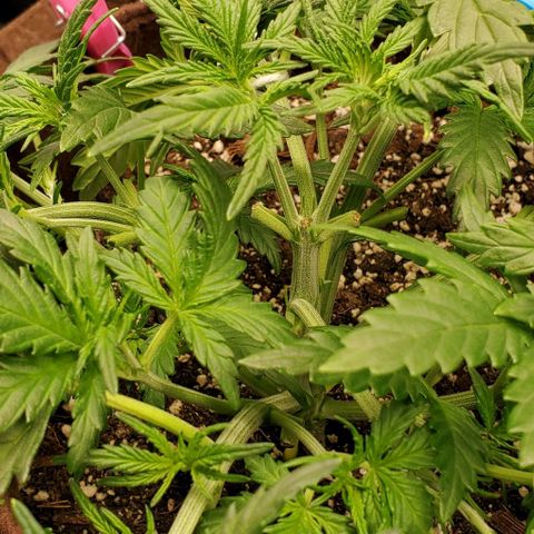 Gorilla Cookies growlog timeline photo