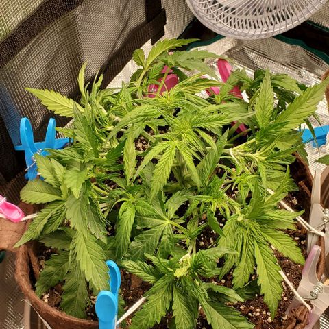 Zkittlez growlog timeline photo