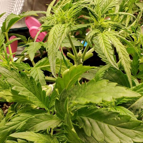 Zkittlez growlog timeline photo