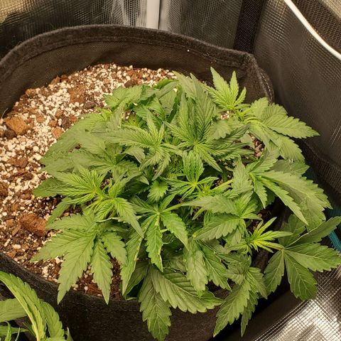 Think Different growlog timeline photo