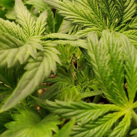 Think Different growlog timeline photo
